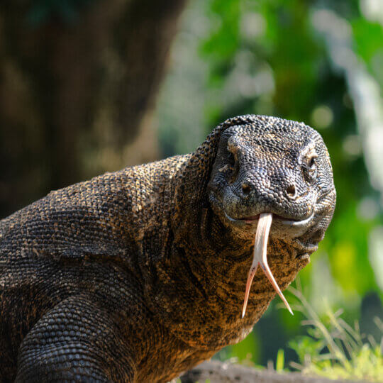 The Komodo dragon (Varanus komodoensis), also known as the Komodo monitor, is a large reptile of the monitor lizard family Varanidae that is endemic to the Indonesian islands of Komodo.