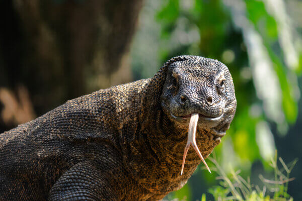 The Komodo dragon (Varanus komodoensis), also known as the Komodo monitor, is a large reptile of the monitor lizard family Varanidae that is endemic to the Indonesian islands of Komodo.
