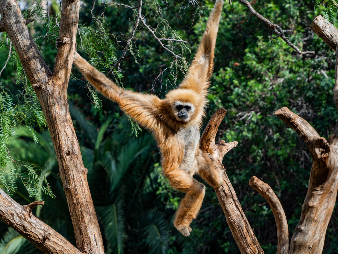 a gibbon monkey  jumping in a tree