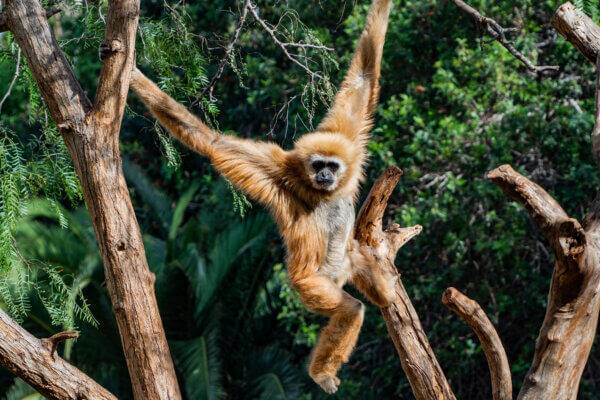 a gibbon monkey  jumping in a tree