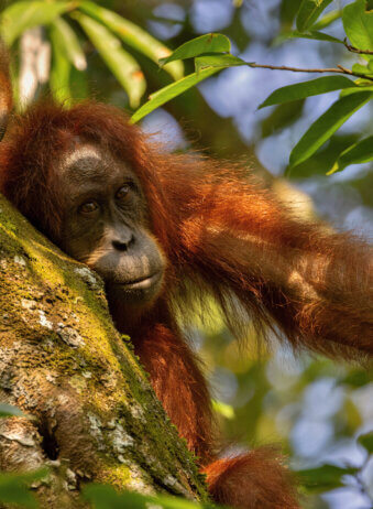 Sumatran orangutan in its whole beauty. Amazing sumatran jungle. Beautiful sumatran wildlife. Adventure paradise. Rare  and endangered species. Pongo abelii.