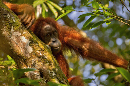 Sumatran orangutan in its whole beauty. Amazing sumatran jungle. Beautiful sumatran wildlife. Adventure paradise. Rare  and endangered species. Pongo abelii.