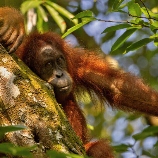 Sumatran orangutan in its whole beauty. Amazing sumatran jungle. Beautiful sumatran wildlife. Adventure paradise. Rare  and endangered species. Pongo abelii.