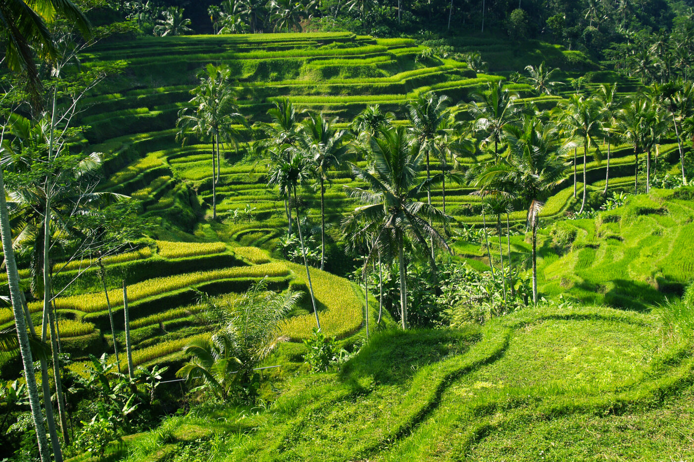 View of green rice field in terrace ,near Ubud at Bali – Indonesia