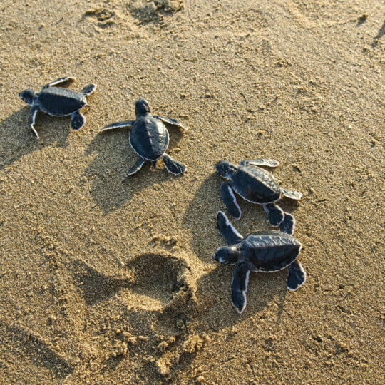 Green Sea Turtle at the beach of the Meru Betiri National Park, Sukamade, East Java, Indonesia