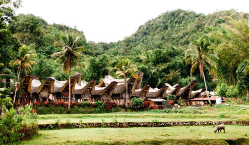Traditional Tana Toraja village with buffalo in the foreground , tongkonan houses and buildings. Kete Kesu, Rantepao, Sulawesi, Indonesia