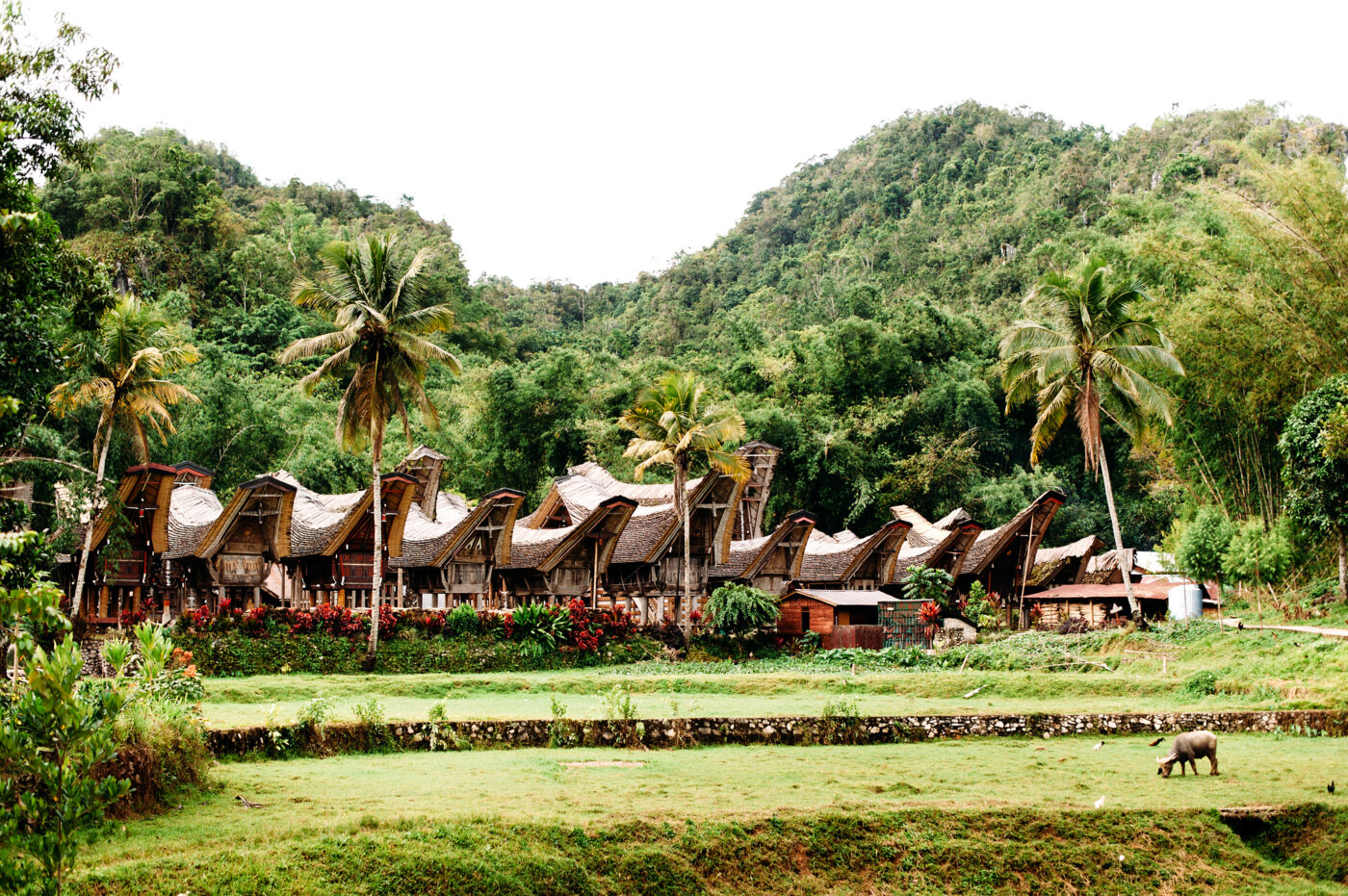 Traditional Tana Toraja village with buffalo in the foreground , tongkonan houses and buildings. Kete Kesu, Rantepao, Sulawesi, Indonesia
