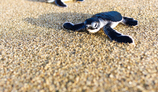 Releasing baby turtles at Sukamade Beach in East Java, Indonesia