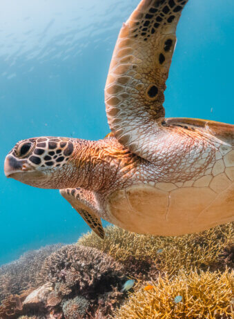 Turtle swimming among coral reef in the wild, underwater scuba d