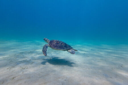 A sea turtle swims underwater. The turtle swims in the water column above the sandy bottom in a warm tropical sea.