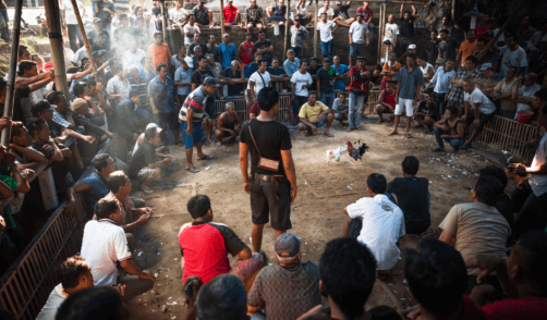 Bali Combat de coqs 1