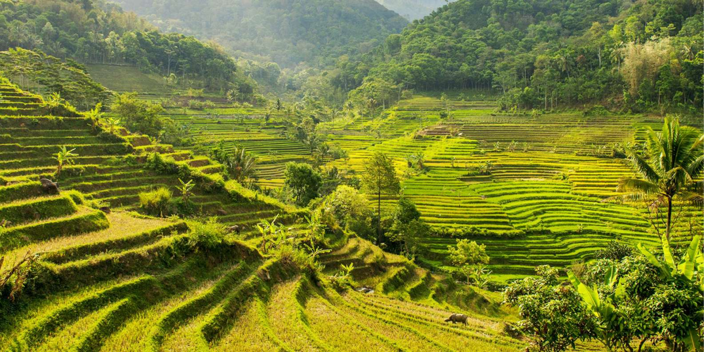 Java Selogriyo Rice Field