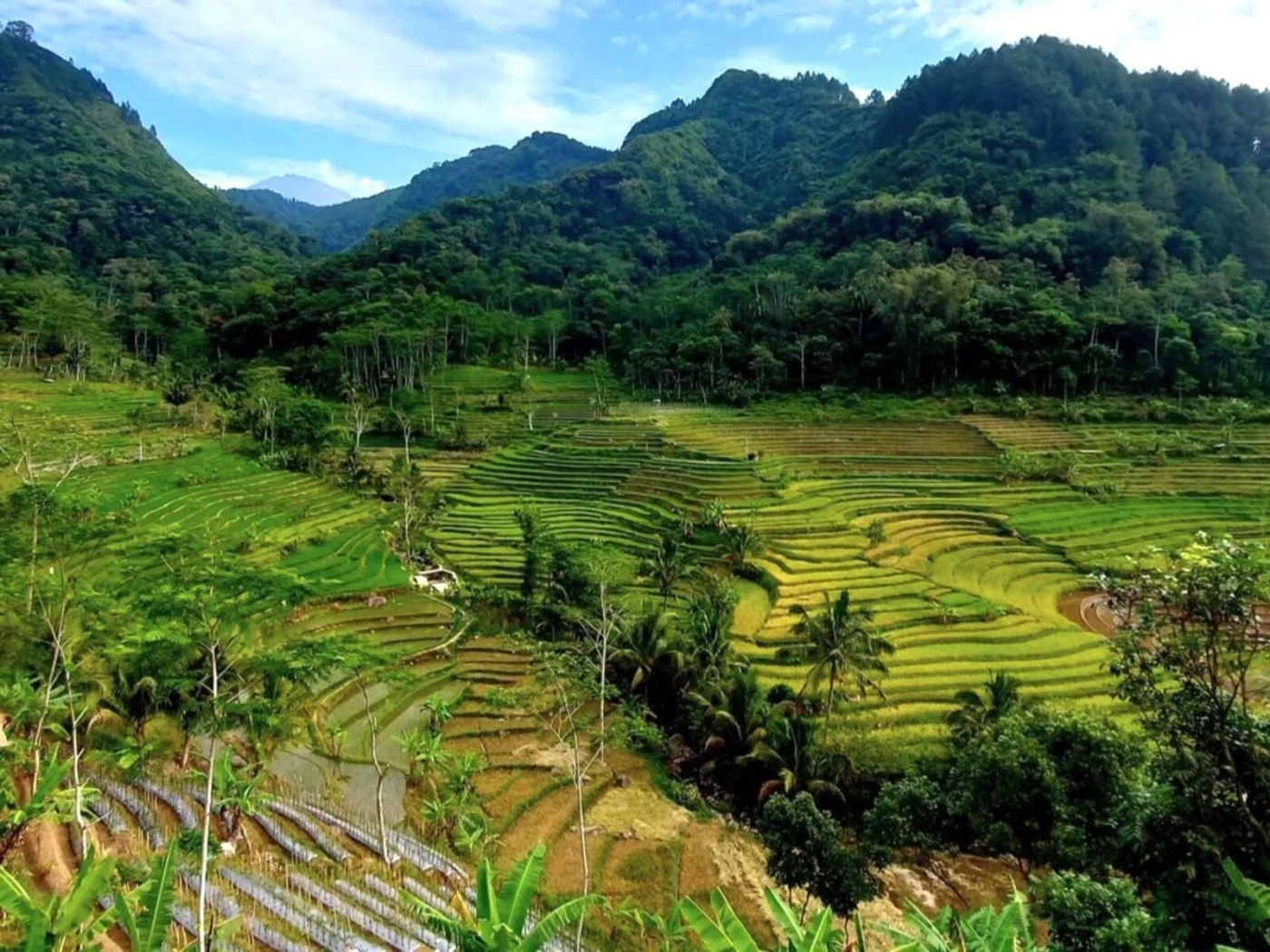 Java Selogriyo Rice Field 2