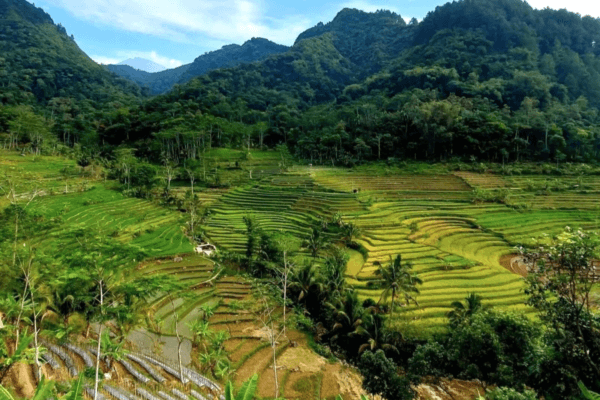 Java Selogriyo Rice Field 2