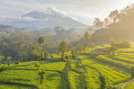 Java Selogriyo Rice Field 4