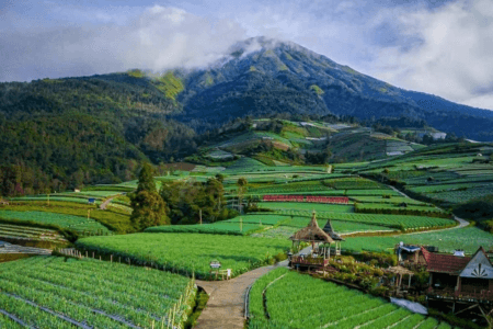 Java Suka Makmur Vegetable village 1