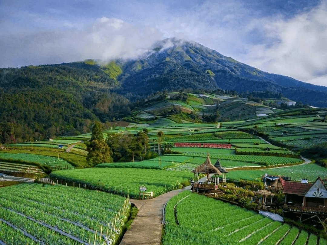 Java Suka Makmur Vegetable village 1