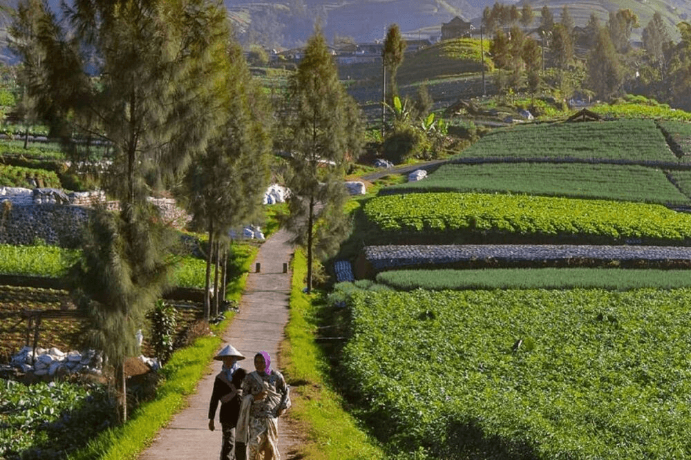 Java Suka Makmur Vegetable village 2