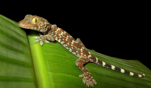 Bali Geckos