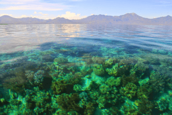 Flores Maumere Pulau Pangabatang 2