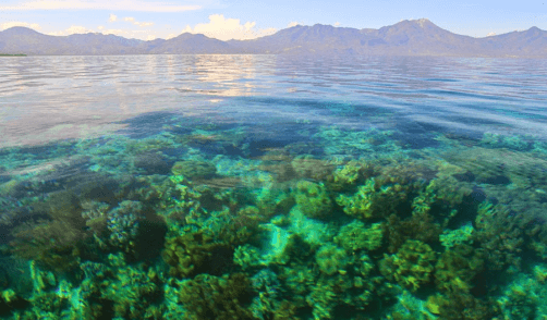 Flores Maumere Pulau Pangabatang 2