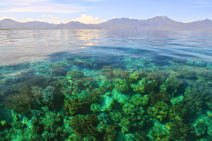 Flores Maumere Pulau Pangabatang 2