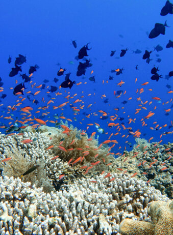 Indonesia Bunaken - Marine life Coral reef with tropical fish