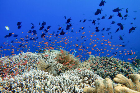 Indonesia Bunaken - Marine life Coral reef with tropical fish