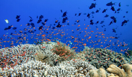 Indonesia Bunaken - Marine life Coral reef with tropical fish
