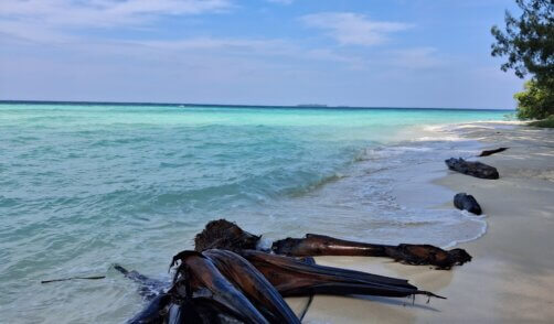 Java Karimunjawa Pulau Cemara 9