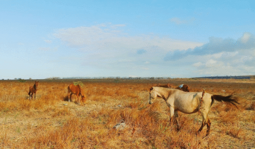 Sumba Savana Puru Kambera 1