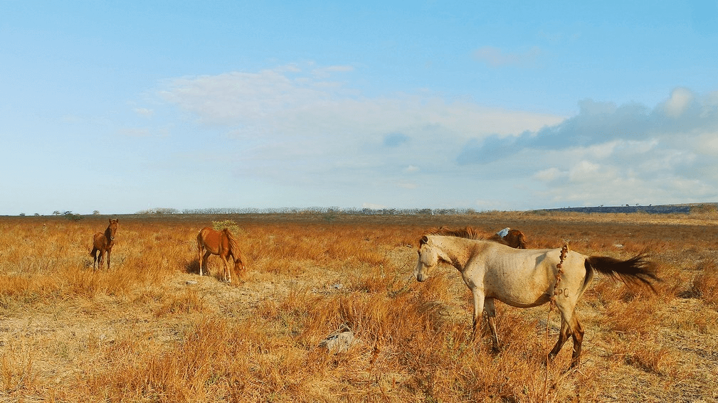 Sumba Savana Puru Kambera 1