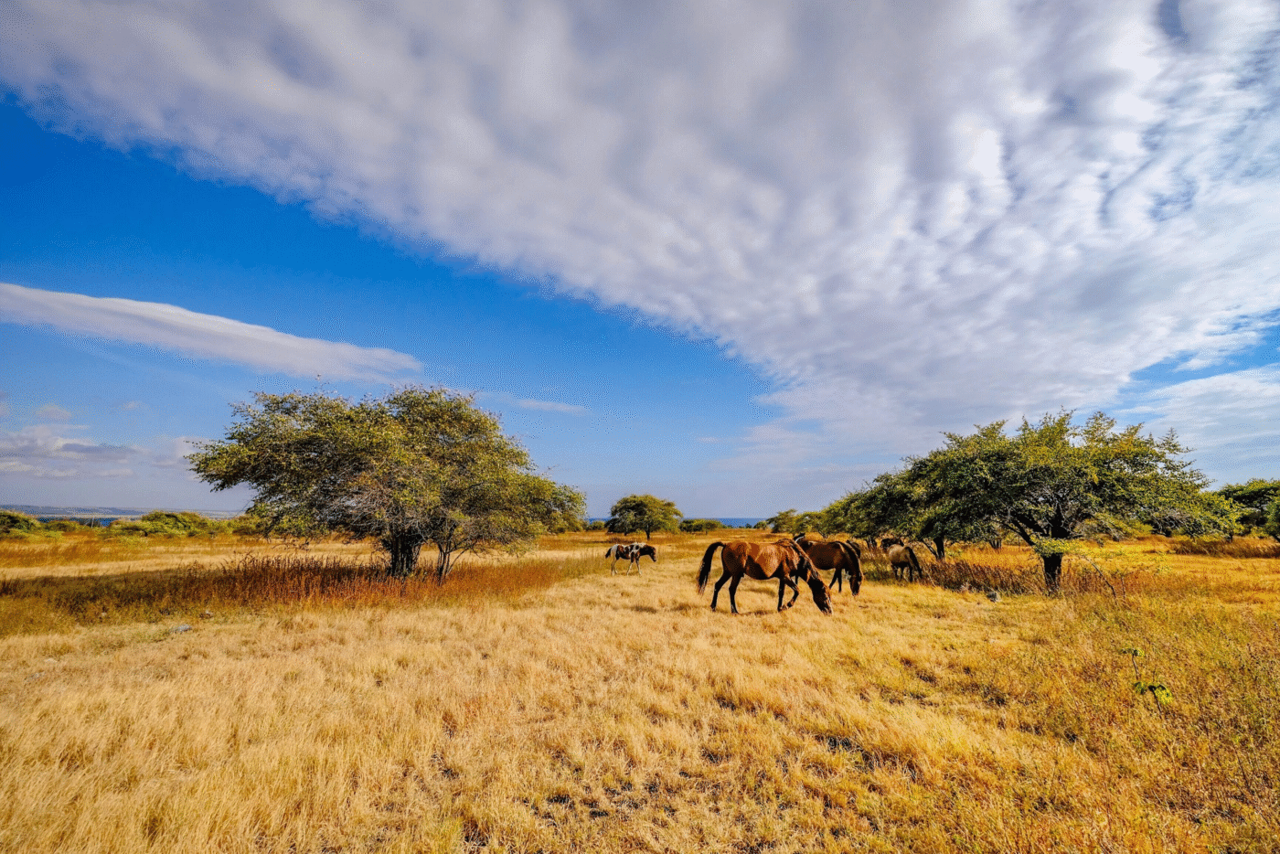 Sumba Savana Puru Kambera