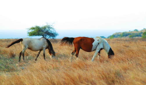 Sumba Savana Puru Kambera 3