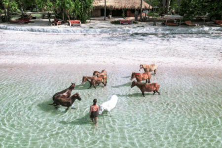 Gili Ashan Balade Cheval