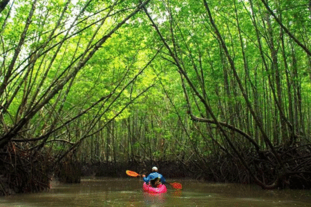 Kayak Mangrove