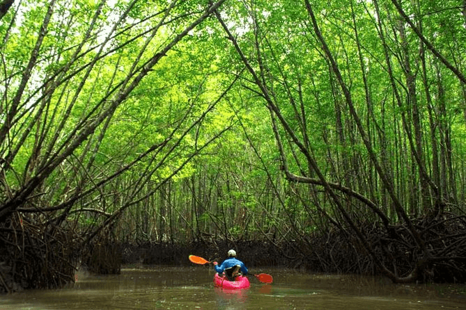 Kayak Mangrove