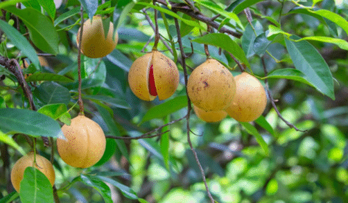 Maluku Banda Neira Muscade 2