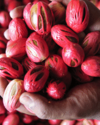 Maluku Banda Neira Muscade