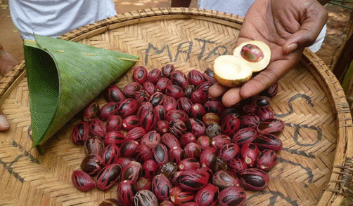 Maluku Banda Neira Muscade 3