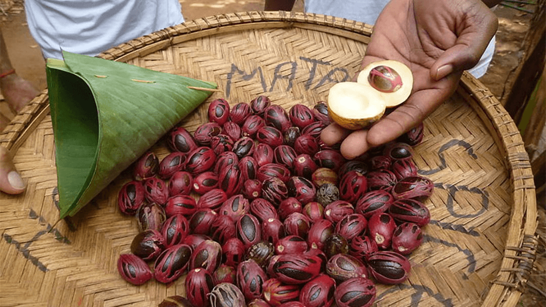 Maluku Banda Neira Muscade 3