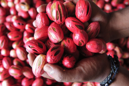 Maluku Banda Neira Muscade