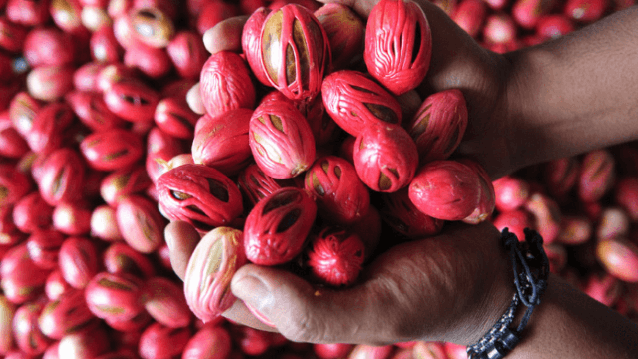 Maluku Banda Neira Muscade