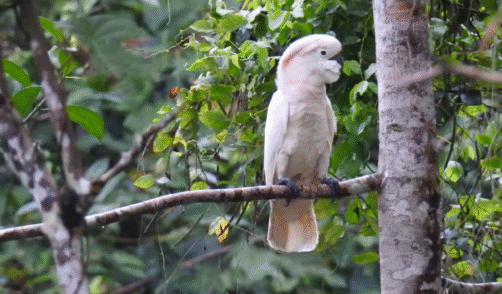 Maluku Seram Manusela National Park 2 Cacatues