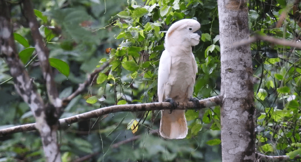 Maluku Seram Manusela National Park 2 Cacatues