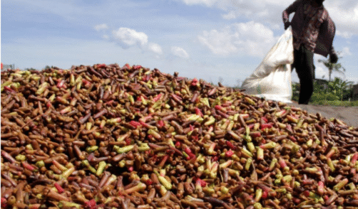 Maluku Ternate Clove plantation 2