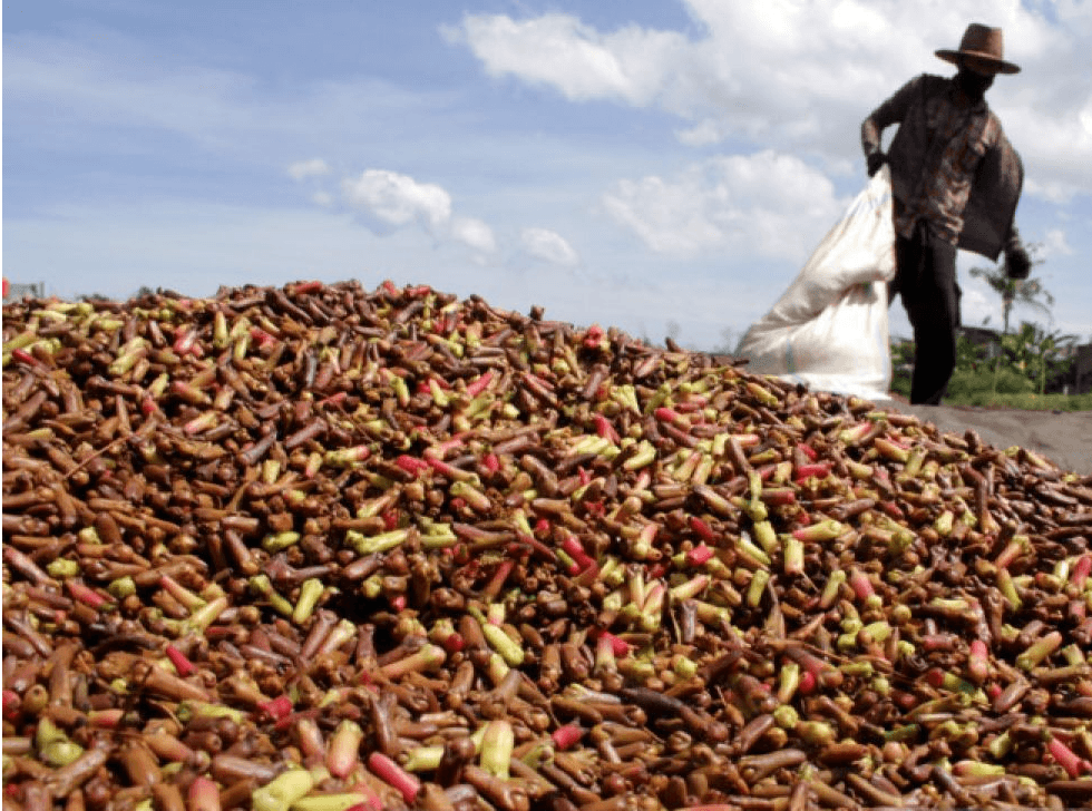 Maluku Ternate Clove plantation 2