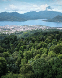 Maluku Ternate Clove plantation