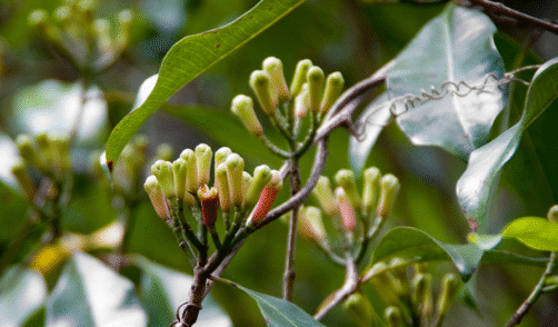 Maluku Ternate Clove plantation 3