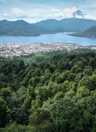 Maluku Ternate Clove plantation